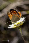 Lycaena phaleas macho Reducc.jpg